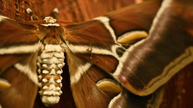 Slow motion video Close-up of an Atlas moth Attacus atlas, one of the largest moths in the world, resting on tree bark. Its wide brown wings with snake-like patterns and soft textures highlight the