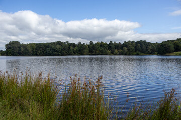 summer landscape with lake