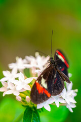 Postman butterfly Heliconius melpomene feeding on a flower. The vivid red, black, and yellow wings move gracefully in natural light, capturing the elegance and delicate motion of this tropical species