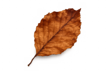 Dry autumn beech tree leaf in warm brown and orange tones, showing veins, isolated on transparent background