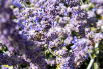 lavender flowers in the garden