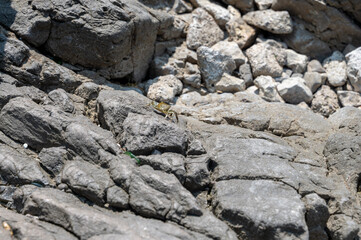 A crab between grey rocks