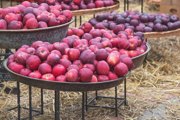 Large wooden and metal bowls filled with freshly harvested red apples at an outdoor market, symbolizing organic farming, healthy lifestyle, natural food, and the abundance of autumn harvest