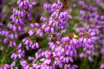 lavender field in provence