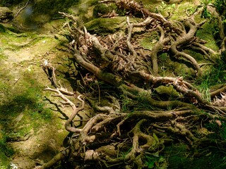 moss covered tree