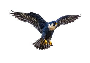 Isolated Peregrine Falcon in Flight with Wings Spread Wide Open, Against Plain Backdrop
