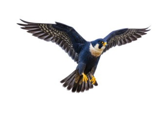 Isolated Peregrine Falcon in Flight with Wings Spread Wide Open, Against Plain Backdrop