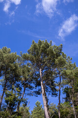 pine tree against blue sky