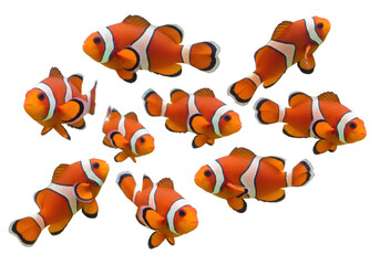 Isolated Orange Clownfish, a School of Vibrant Tropical Reef Fish Swimming Together
