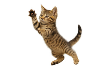 Tabby kitten jumping, playing and reaching up, portraying playful energy and pet companionship