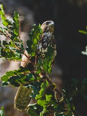 great horned owl perched
