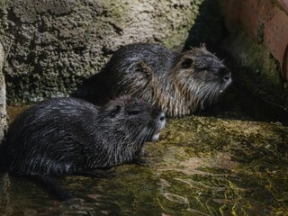 otter in the water