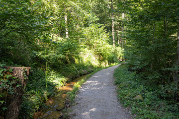 footpath in the woods