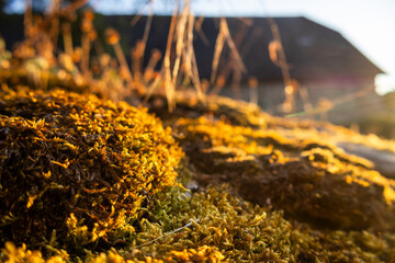 autumn leaves in the snow