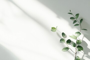 Fototapeta premium Delicate Green Leaves Casting Shadows on Light Background