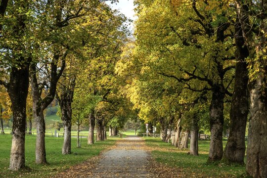 Autumn atmosphere, avenue with autumn-colored sycamore trees, near Renksteg, Oberstdorf, Oberallg&auml;u, Allg&auml;u, Bavaria, Germany