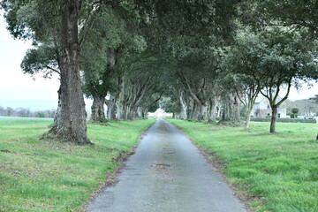route sous les arbres