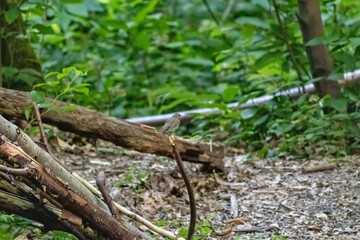bird on the tree