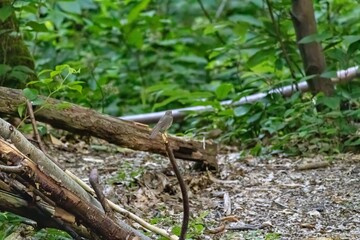 bird in the forest
