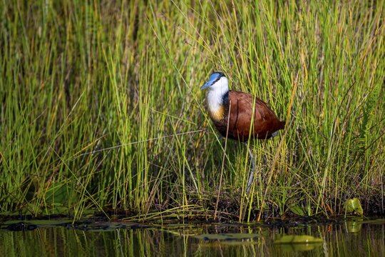 Blue-fronted Jacamar Sandgrouse (Actophilornis africanus), Mabamba Swamp, Lake Victoria, Uganda