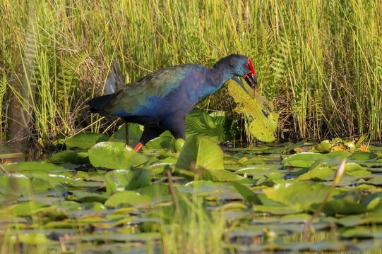 Emerald partridge (Porphyrio madagascariensis), walking on water lily pads, foraging, Mabamba Swamp, Lake Victoria, Uganda