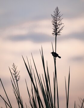 Swamp flycatcher (Muscicapa aquatica), silhouette, bird sitting on reeds, morning mood, Mabamba Swamp, Lake Victoria, Uganda