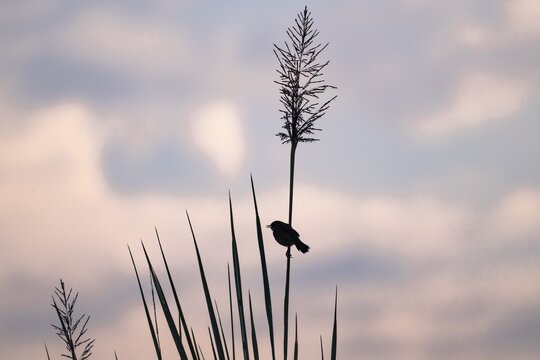 Swamp flycatcher (Muscicapa aquatica), silhouette, bird sitting on reeds, morning mood, Mabamba Swamp, Lake Victoria, Uganda