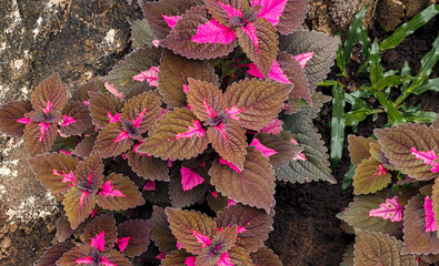 Vibrant Coleus plants with pink and burgundy foliage growing in soil, showcasing ornamental beauty and natural contrast.