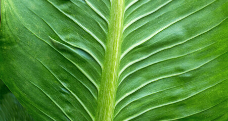 Close-up of a green leaf with visible veins and smooth texture, showcasing natural symmetry and botanical detail.