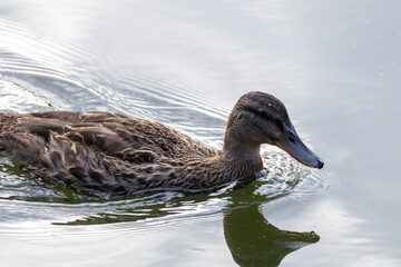 duck in the water