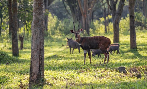 Cape bushbuck (Tragelaphus sylvaticus), Ziwa Rhino Sanctuary, Uganda