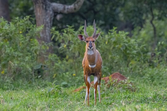Cape bushbuck (Tragelaphus sylvaticus), Ziwa Rhino Sanctuary, Uganda