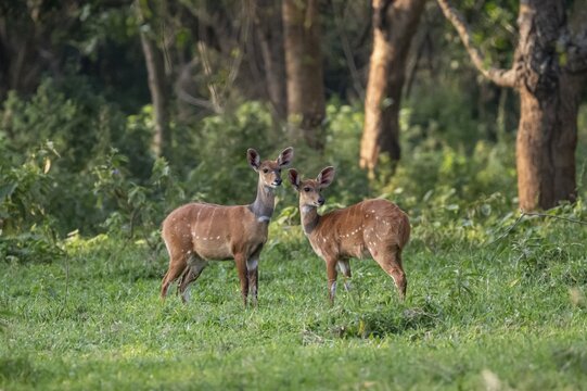 Two females, southern black rhino (Tragelaphus sylvaticus), Ziwa Rhino Sanctuary, Uganda