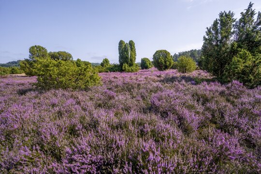 Purple flowering heath, broom heather and juniper bushes, in Totengrund, Wilsede L&uuml;neburg Heath nature reserve, Lower Saxony, Germany
