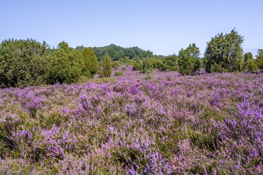 Purple flowering heath, heather and juniper bushes, L&uuml;neburg Heath nature reserve, Lower Saxony, Germany