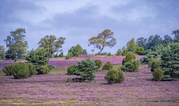 Purple flowering heath, heather and juniper bushes, L&uuml;neburg Heath nature reserve, Lower Saxony, Germany