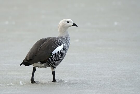 Magellanic goose (Chloephaga picta) male, Patagonia, South America