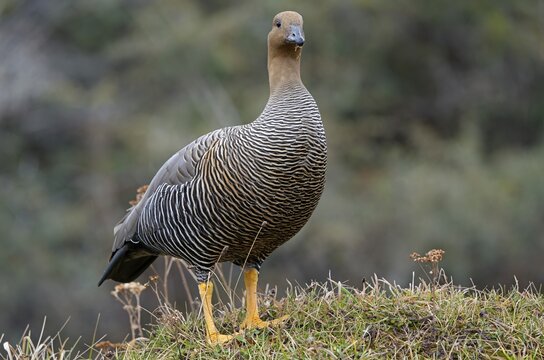 Magellanic goose (Chloephaga picta) female, Patagonia, South America
