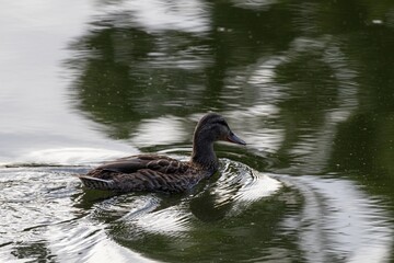 swan on the lake