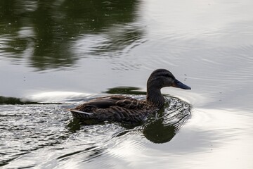 duck on the water