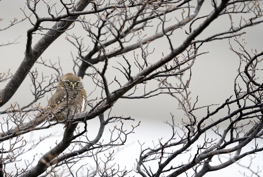 Patagonian Pygmy-owl (Glaucidium nanum), Araucanian Owl, Patagonian Pygmy-owl, Araucanian Owl, Austral Pygmy-owl (Glaucidium nana) adult, Patagonia, Chile, South America
