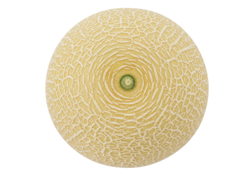 Isolated cantaloupe melon on plain background showing bumpy rind and blossom end detail