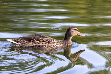 duck on the water