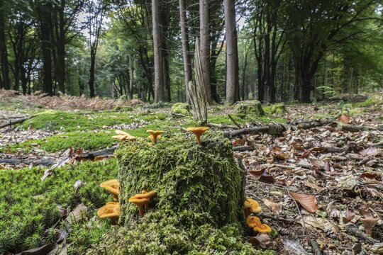 False Chanterelles (Hygrophoropsis aurantiaca), Emsland, Lower Saxony, Germany