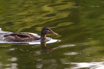 duck in the water