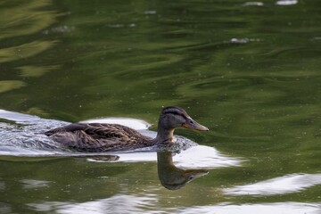 duck in the water