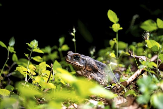 Aga toad or giant toad (Rhinella marina) sitting on the ground at night, Puntarenas province, Costa Rica