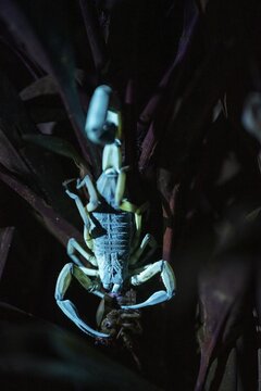 Bicoloured bark scorpion (Centruroides bicolor) with prey, glows in black light, UV light, at night, Puntarenas province, Costa Rica
