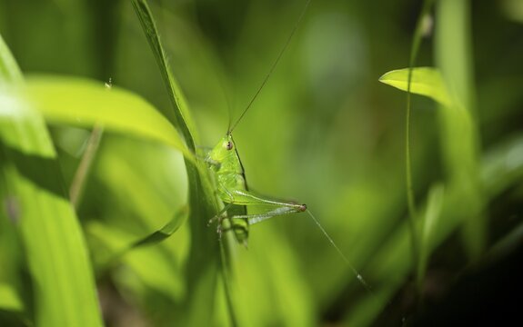 Green grasshopper (Neoconocephalus) sitting on a leaf, at night, Puntarenas province, Costa Rica