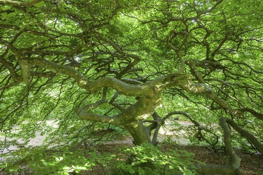 Faux de Verzy beech forest, Verzy, Marne, France